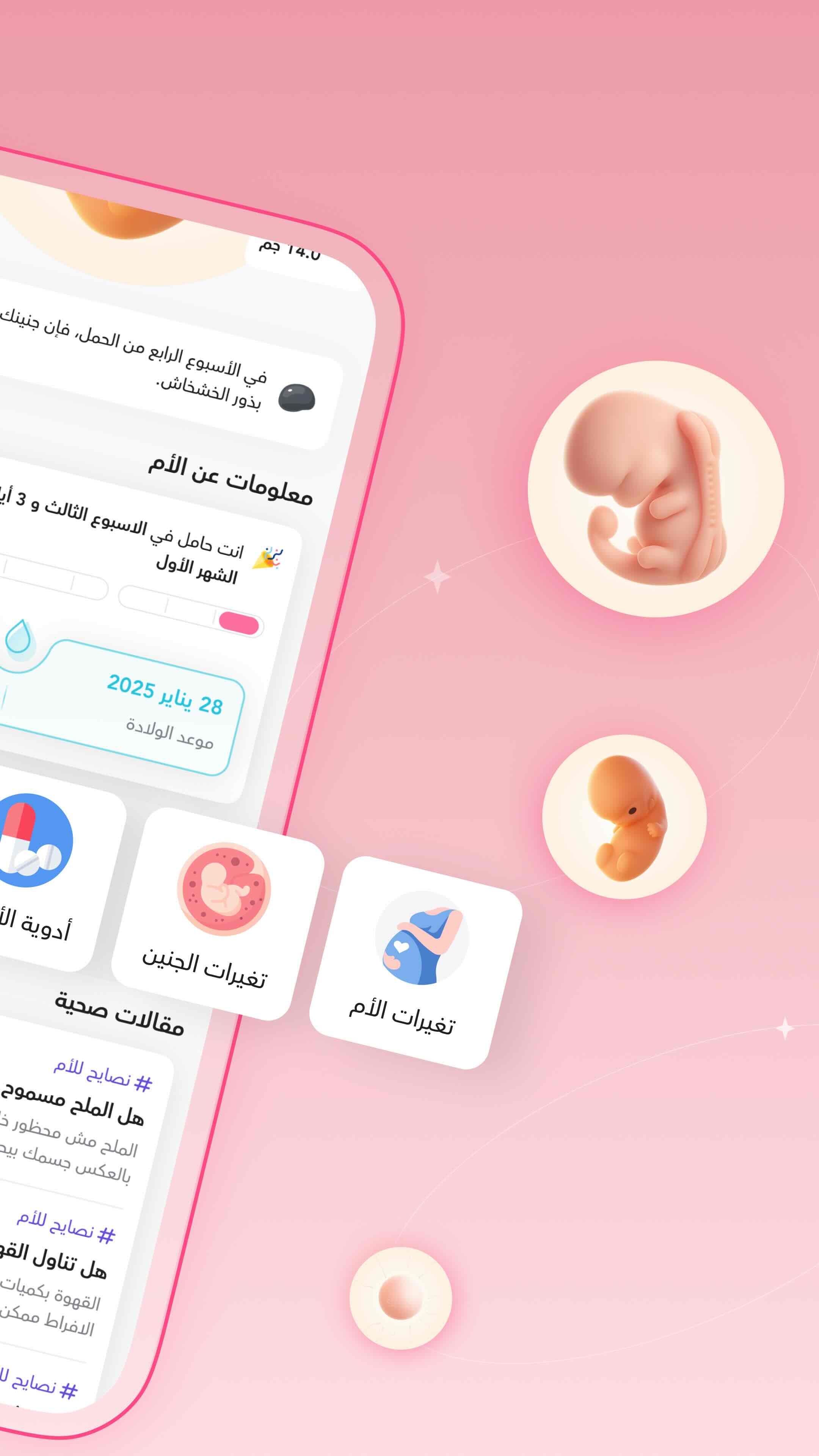 تطور الجنين خلال أسابيع الحمل